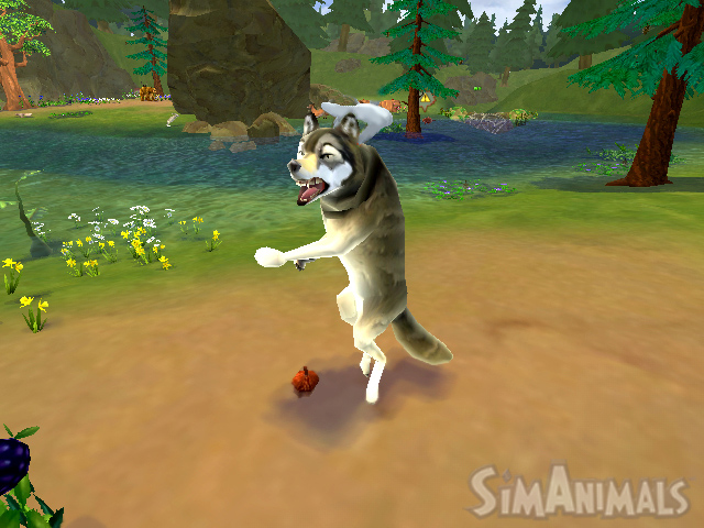 Sims Animals